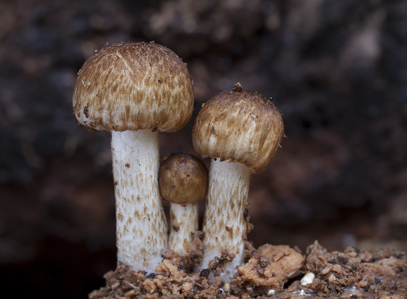 Psathyrella silvestris